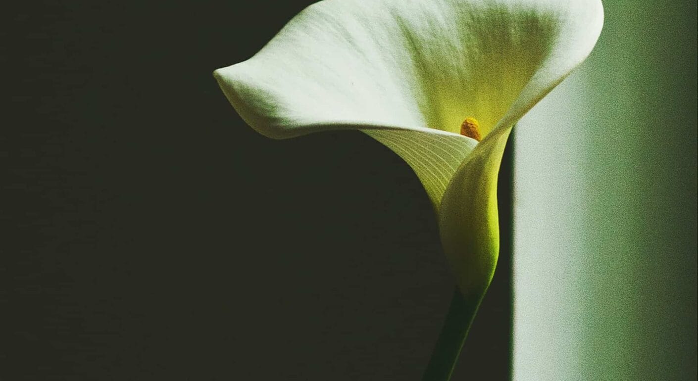 img 39 copyright | Devsource by Maxime GUINARD